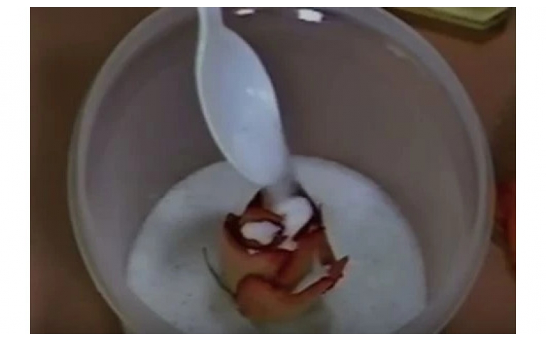 Drying Flowers with ACTIVA Silica Gel